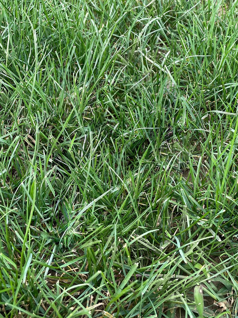 Campus Green Turfgrass Mix